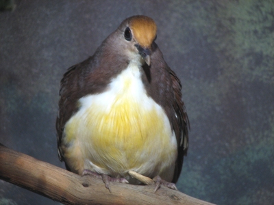 Cinnamon ground dove